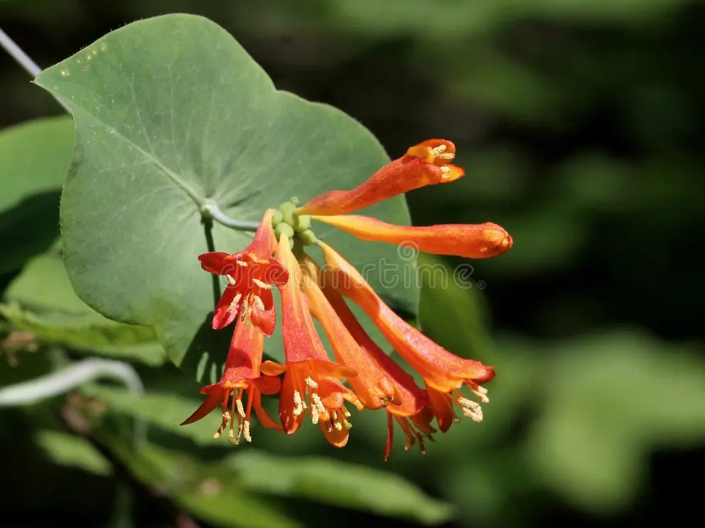 Оранжевый каприфолий ciliosa lonicera / ©Pnwnature | Dreamstime.com Жимолость / Оранжевый каприфолий ciliosa lonicera