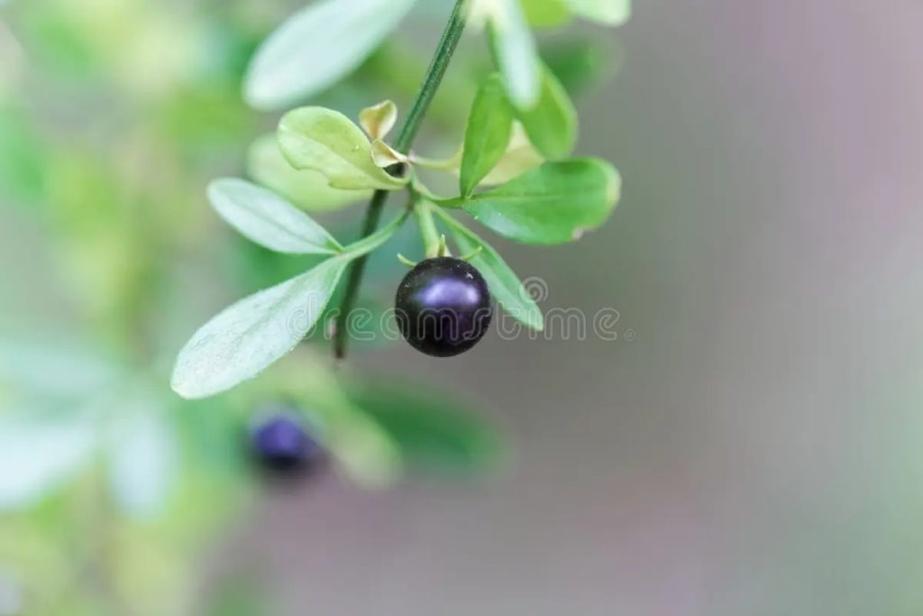 Жасмин / ягода Jasminum fruticans