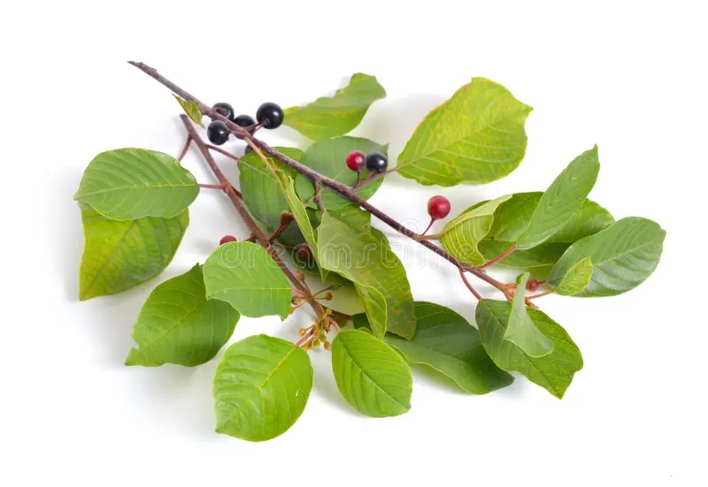 Крушина ломкая или крушина ольховидная (лат. Frangula alnus)