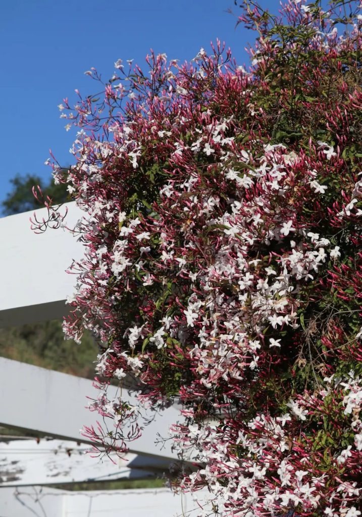 Жасмин Jasminum Polyanthum