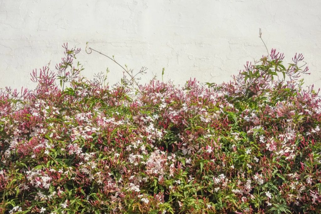 Жасмин многоцветковый Jasminum polyanthum 
