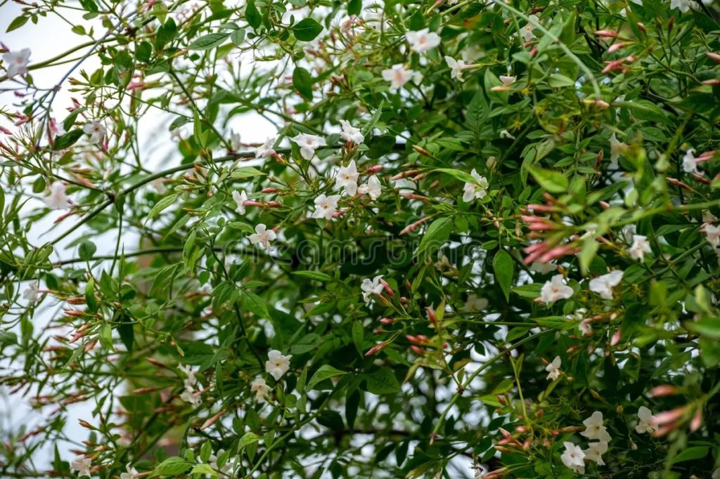 Ботанический сбор лекарственных и вьющихся растений, Jasminum officinale, жасмин, используемый в ароматерапии и медицине