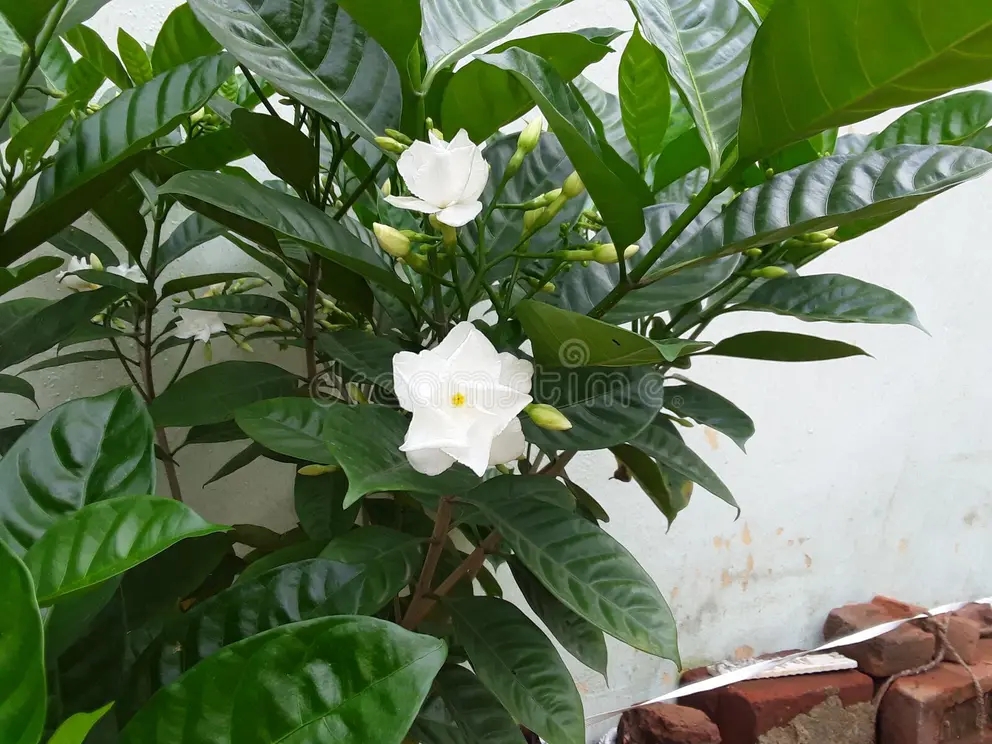 Jasminum polyanthum, индийский многоцветковый жасмин