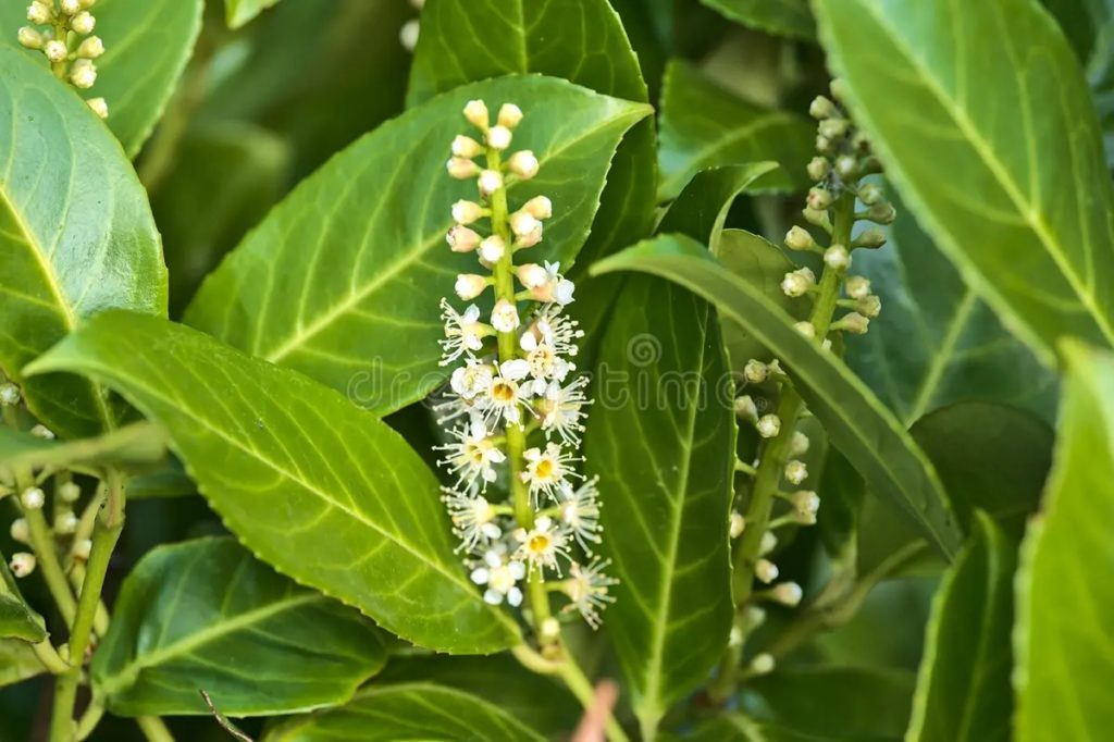 Лавр благородный (Laurus nobilis) / соцветия / ©Roman0verko | Dreamstime.com Лавр благородный (Laurus nobilis) / соцветия