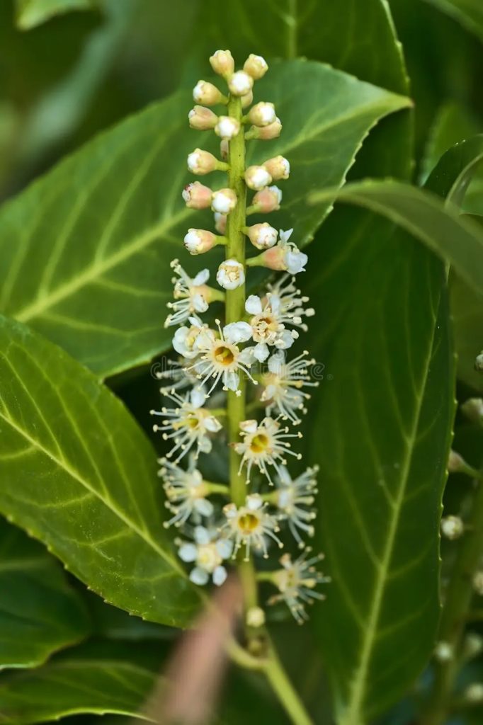 Лавр благородный (Laurus nobilis) / соцветие / © Roman0verko | Dreamstime.com Лавр благородный (Laurus nobilis) / соцветие