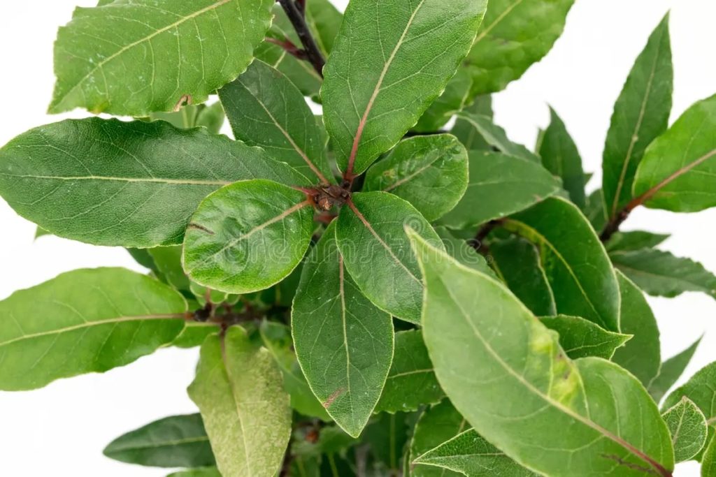 Лавр благородный (Laurus nobilis) / ©Ihor Hrelyuk | Dreamstime.com Лавр благородный Laurus nobilis