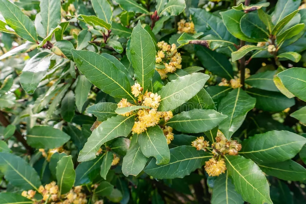Лавр благородный Nobilis Laurus во время цветения весной / ©Avictorero | Dreamstime.com Лавр благородный Nobilis Laurus во время цветения весной