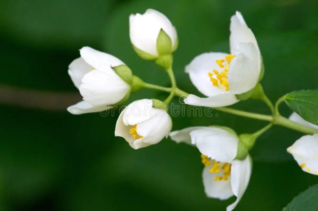 Philadelphus Их называют чубушными апельсинами (похож на жасмин)