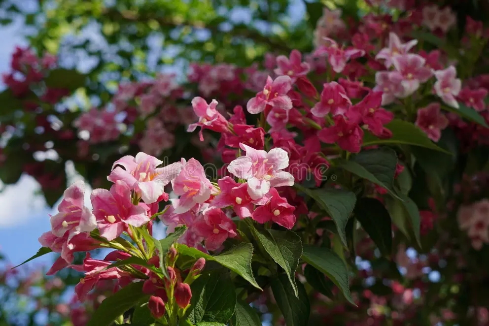 Жасмин Jasminum Beesianum розовые цветы в солнечном свете весной 