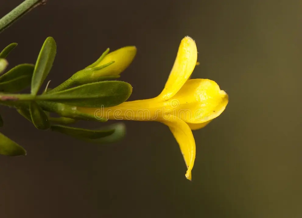 Jasminum fruticans обыкновенный желтый жасмин кустовидный дикорастущий куст с цветками интенсивного желто-золотого цвета