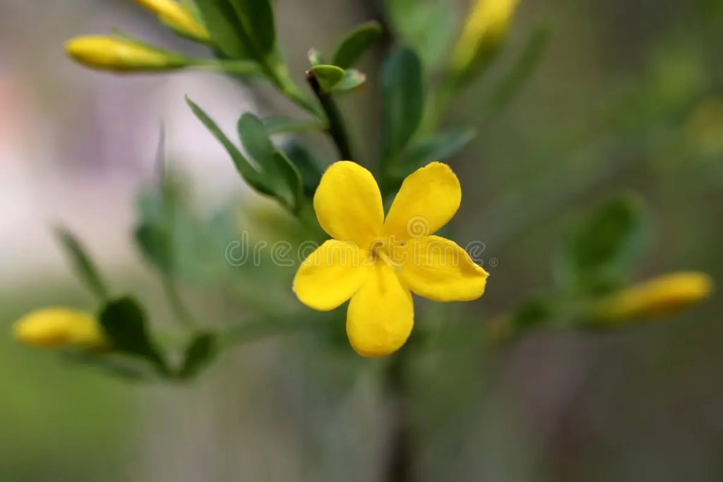 Желтый жасмин  Jasminum fruticans - дикорастущее растение весной