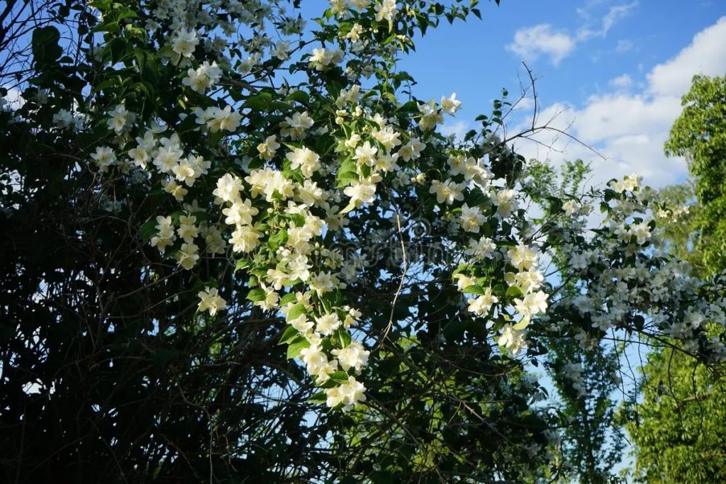 Чубушник Philadelphus coronarius (похож на жасмин)  цветет в июне