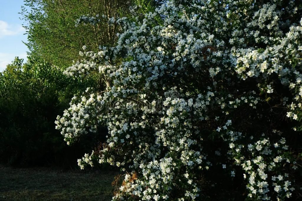 Чубушник Philadelphus coronarius (похож на жасмин)  цветет в июне