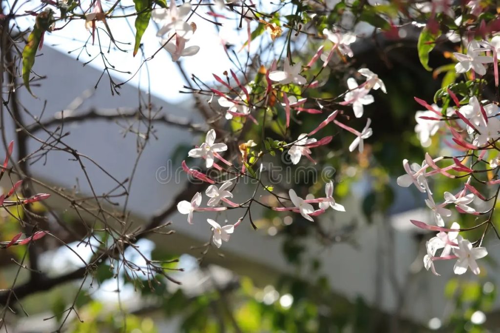 Жасмин Jasminum Polyanthum 