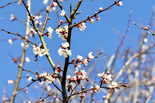 Абрикос сибирский Prunus sibirica