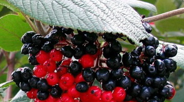 Вид калины / бурятская, бурейнская (Viburnum burejaetucum)