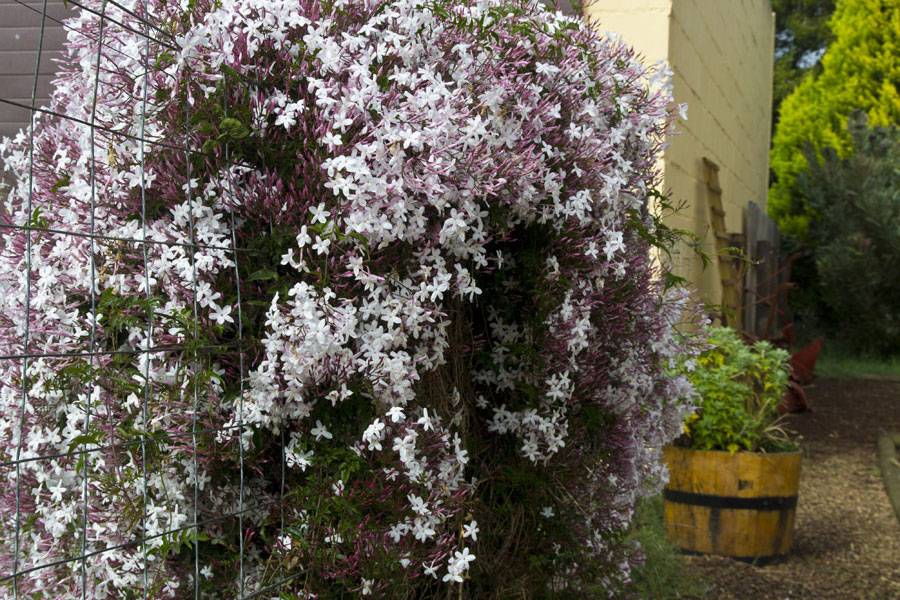 Жасмин Jasminum Polyanthum