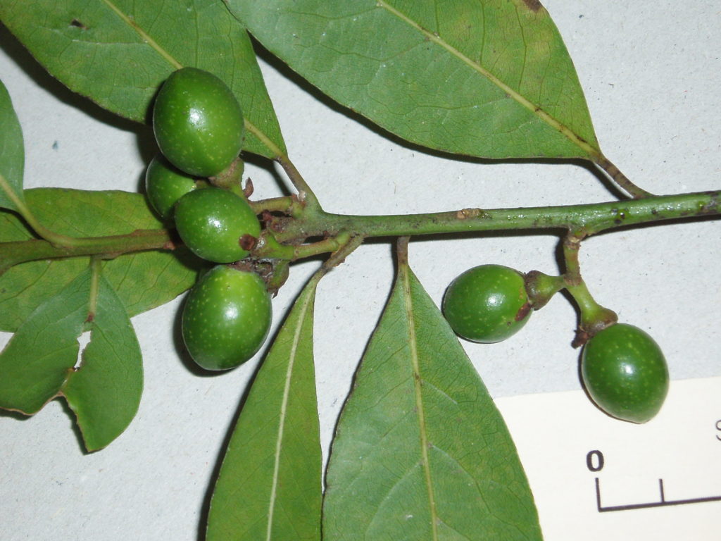 Лавр благородный Laurus nobilis / wikimedia Fæ Лавр благородный Laurus nobilis