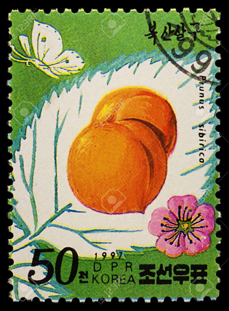 На марке КНДР изображены абрикосы (Prunus sibirica) 1997 г