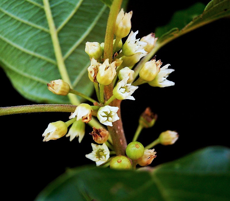  Крушина ломкая, крушина ольховидная (лат. Frangula alnus) Соцветие