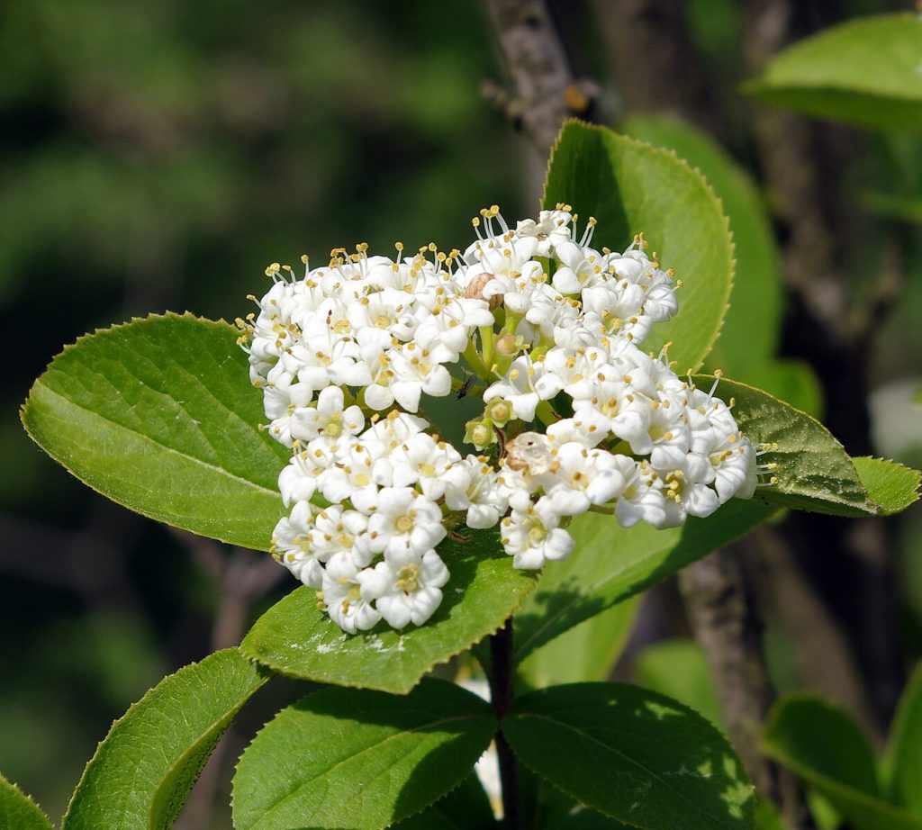Вид калины / бурятская, бурейнская (Viburnum burejaetucum) / соцветие / 