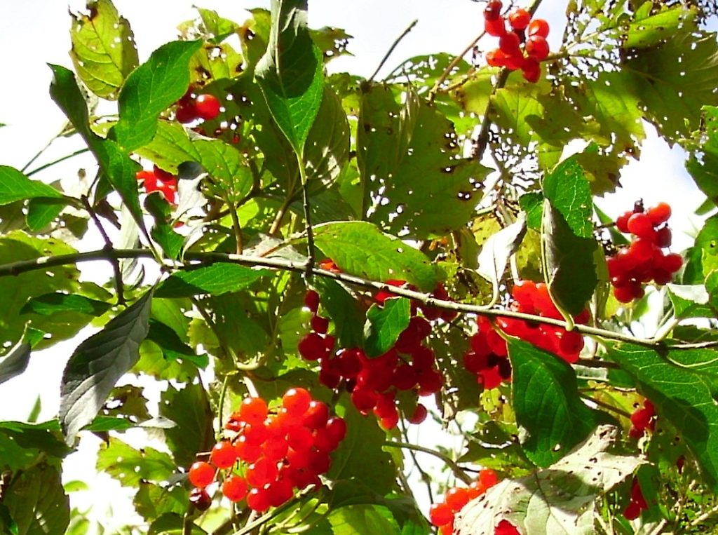 Калина, поражённая  Калиновым листоедом