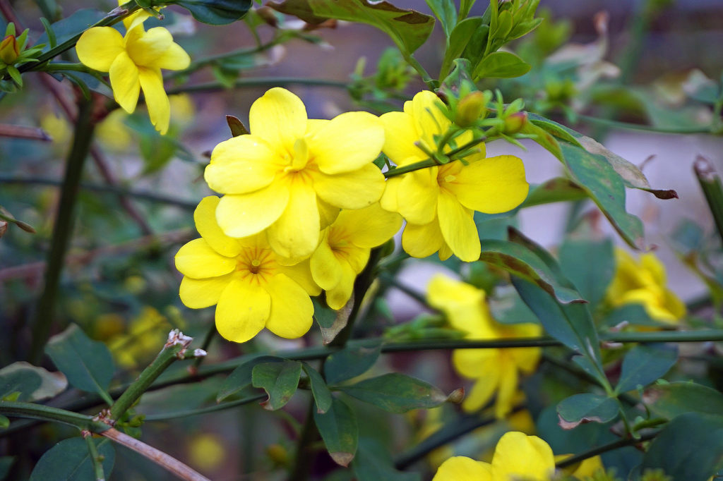 Жасмин голоцветковый, голоцветный, зимний (Jasminum nudiflorum) 