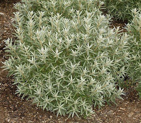 Кусты облепихи крушиновидной / ©permakulturplanter.no pinterest Облепиха крушиновидная