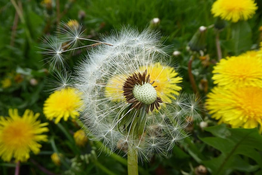 Одуванчик лекарственный ( Tragopogon pratense L ) / ©pxfuel Одуванчик лекарственный ( Tragopogon pratense L ) / ©pxfuel
