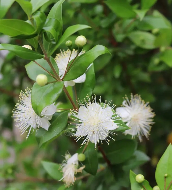 Мирт обыкновенный (Myrtus communis) / stock-photo dreamstime Мирт обыкновенный (Myrtus communis)