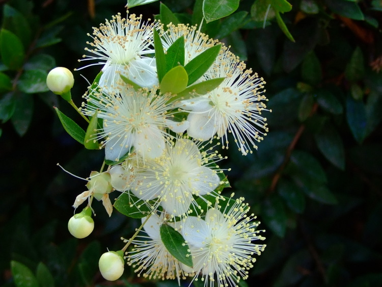 Мирт обыкновенный (Myrtus communis) / соцветие / flower.htgetrid Мирт обыкновенный (Myrtus communis)