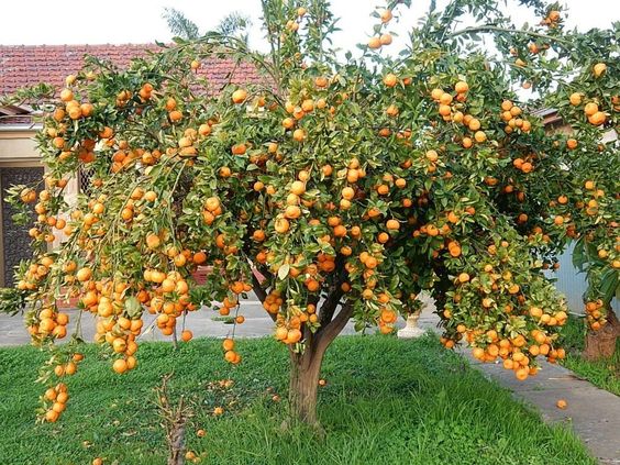 Абрикос обыкновенный (лат. Prunus armeniaca) — плодовое дерево / ©pinterest.com Абрикос обыкновенный (лат. Prunus armeniaca) — плодовое дерево