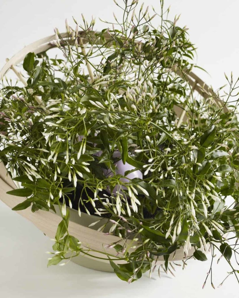Жасмин многоцветковый Jasminum polyanthum
