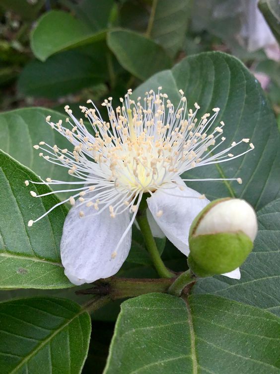 Мирт обыкновенный (Myrtus communis) / цветок / stock-photo pinterest Мирт обыкновенный (Myrtus communis)