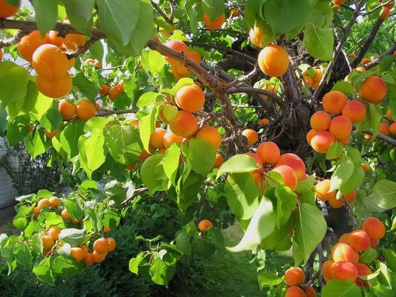 Абрикос Prunus armeniaca / ©pinterest.com Абрикос обыкновенный