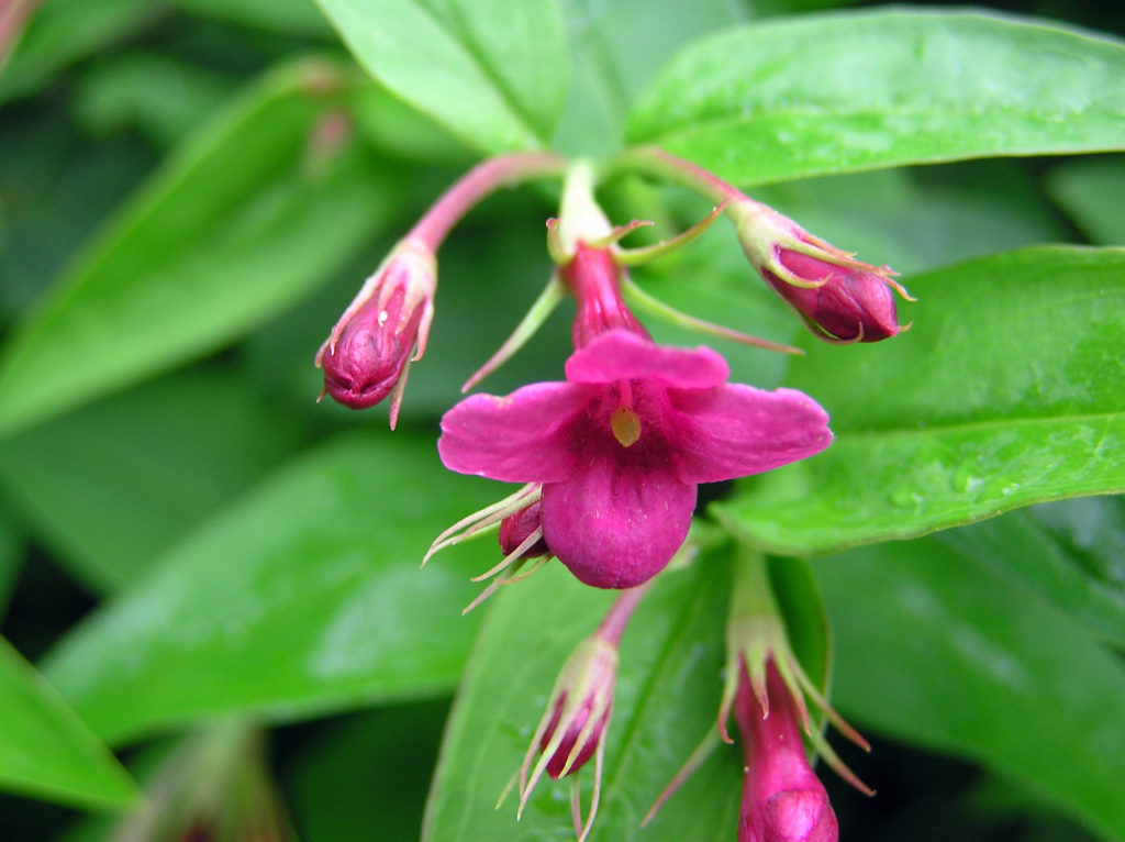 Красный жасмин jasminum beesianum / &copy;flickr.com