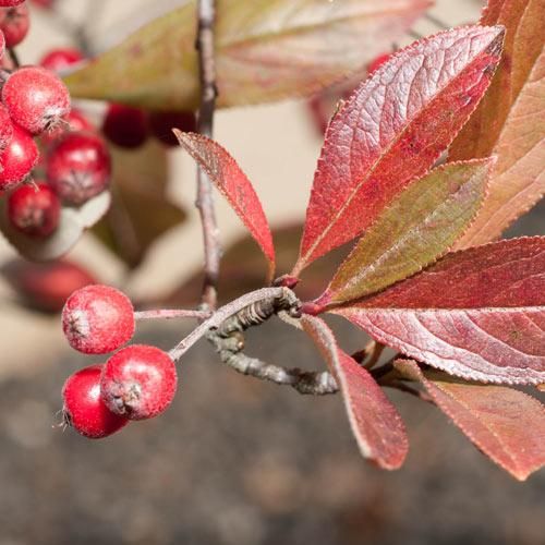 Арония сливолистная / Aronia x prunifolia Brilliant