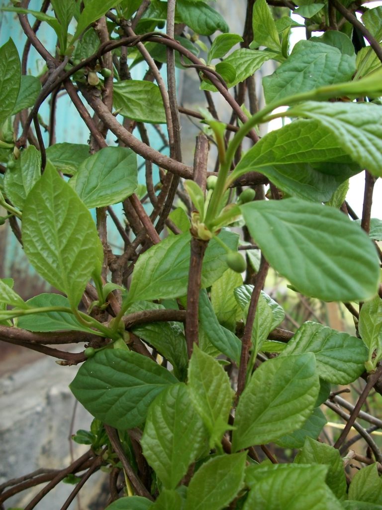 Лимонник китайский (Schisandra chinensis) листва