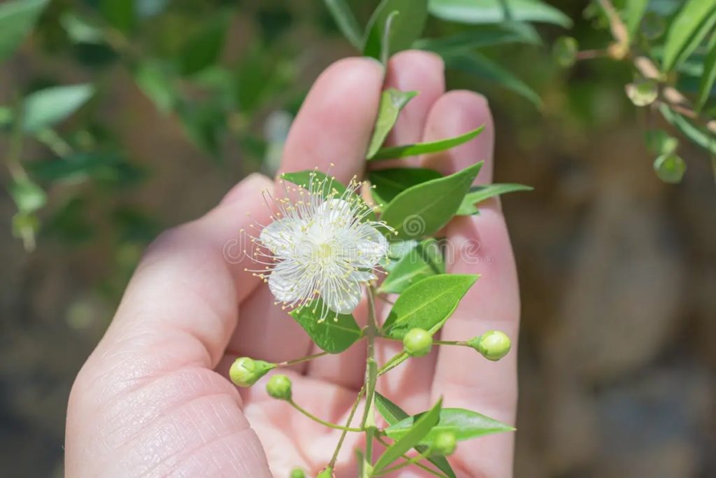 Мирт обыкновенный (Myrtus communis) / stock-photo dreamstime Мирт обыкновенный (Myrtus communis)