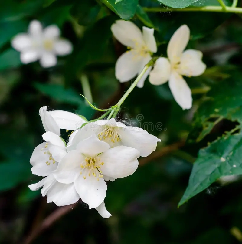 Grandiflorum Jasminum, также известное различно как испанский жасмин, королевский жасмин, Catalonian жасмин / &copy;Dreamstime.com