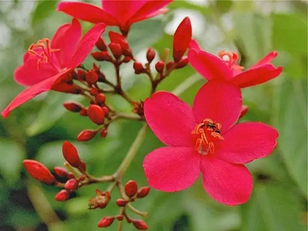 Жасмин Биса (Jasminum beesianum) / &copy;Любовь Ђорсенко flickr.com