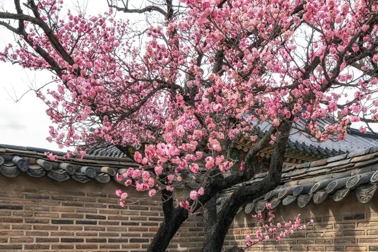 Абрикос японский Prunus mume или мэйхуа / ©dreamstime.com Абрикос японский Prunus mume или мэйхуа