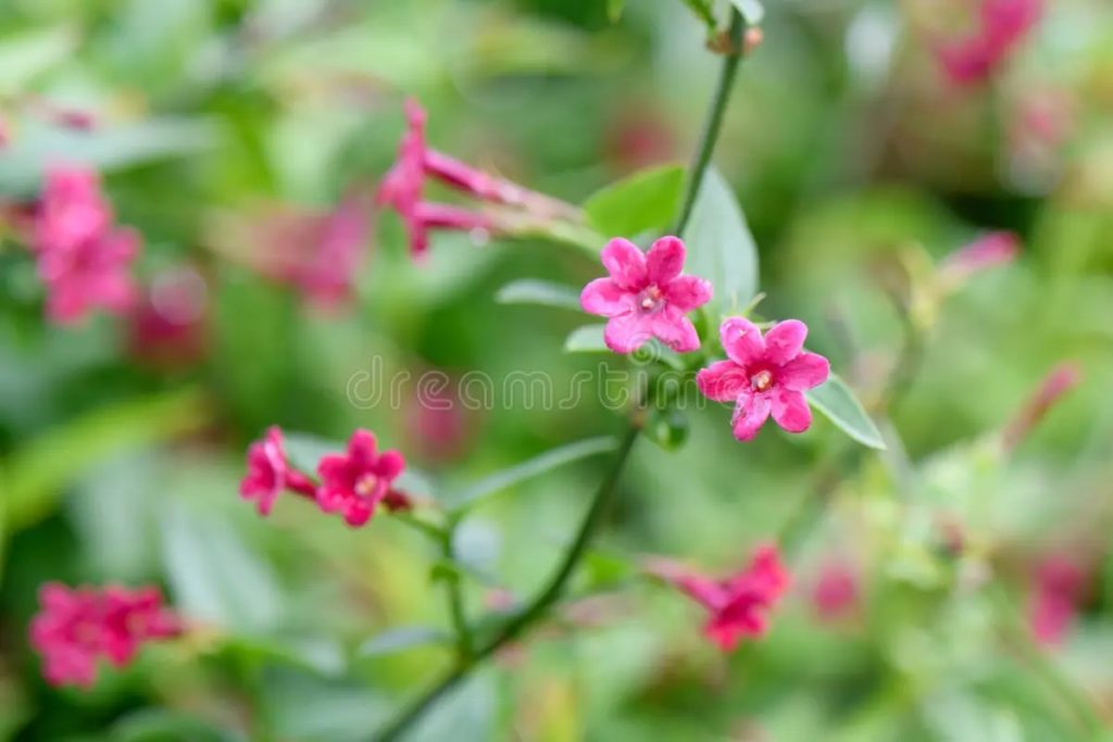 Красный жасмин jasminum beesianum / &copy;Rob Lumen Captum&nbsp;|&nbsp;Dreamstime