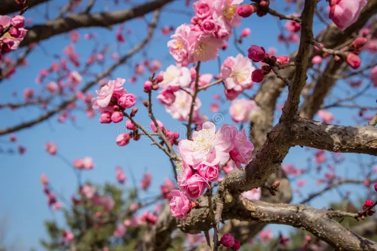  Абрикос японский Prunus mume&nbsp;или&nbsp;мэйхуа