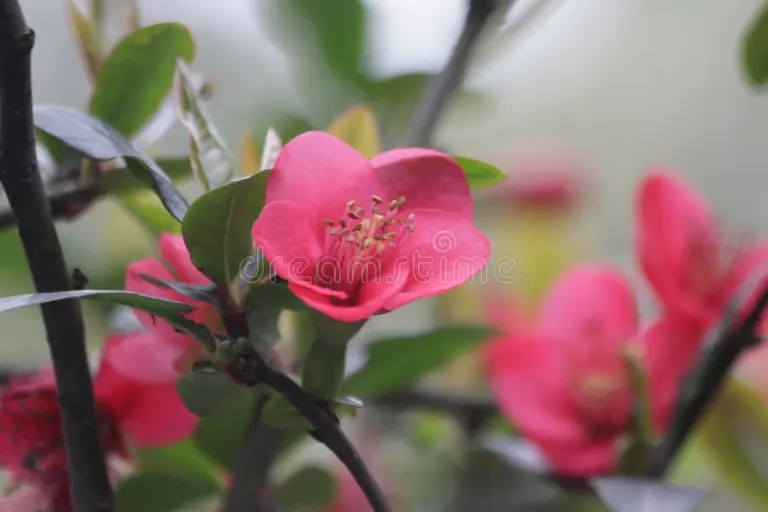  Абрикос японский Prunus mume&nbsp;или&nbsp;мэйхуа