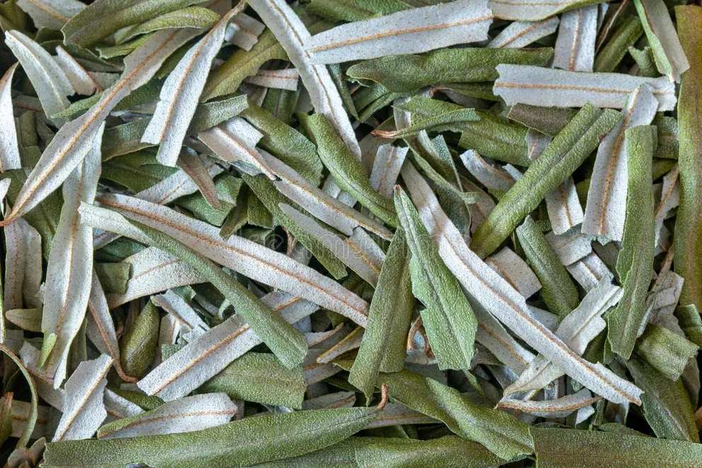 Лист облепихи – лечебное сырьё / ©dreamstime Облепиха