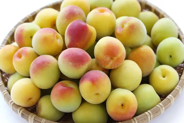  Абрикос японский Prunus mume&nbsp;или&nbsp;мэйхуа