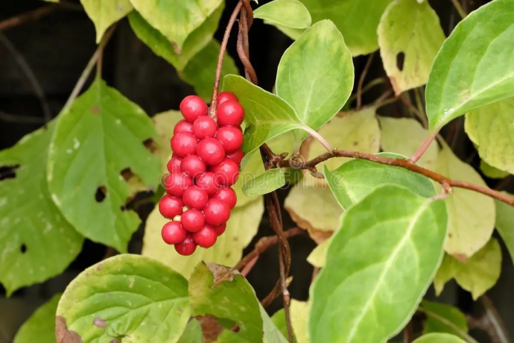 Лимонник китайский (Schisandra chinensis) плоды