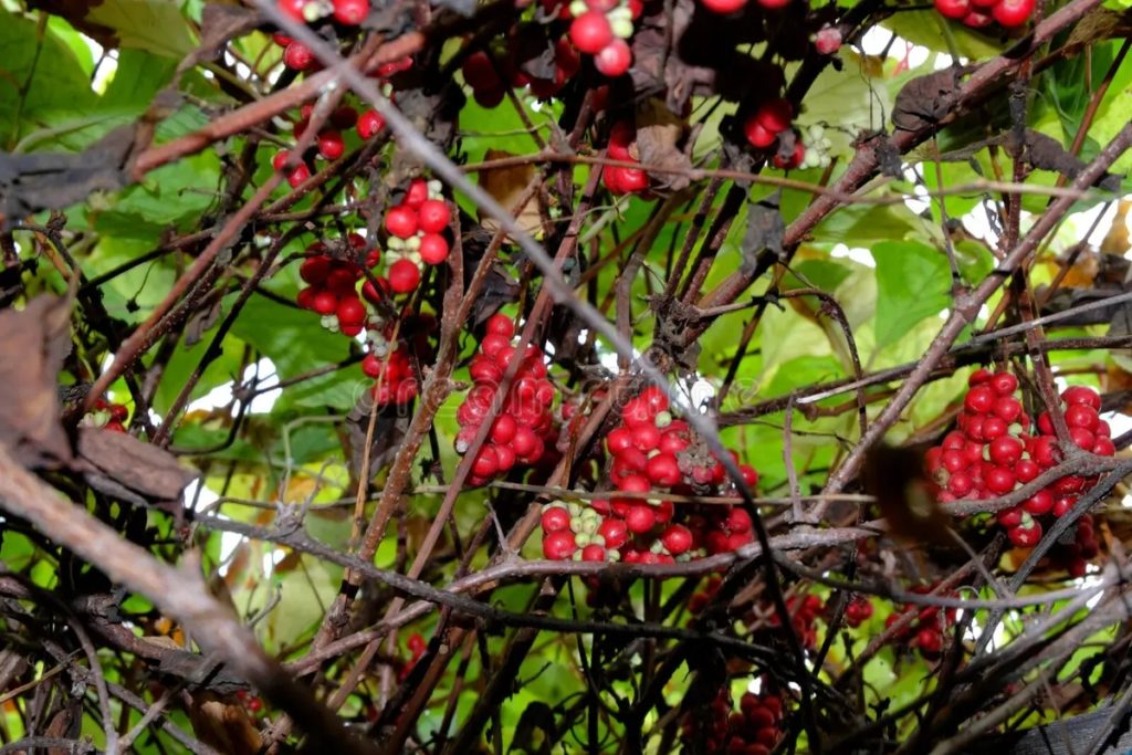 Лимонник китайский (Schisandra chinensis) 