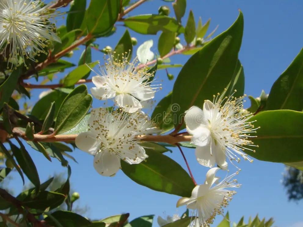 Цветущий Мирт (лат. Myrtus) / stock-photo dreamstime Цветущий Мирт (лат. Myrtus)